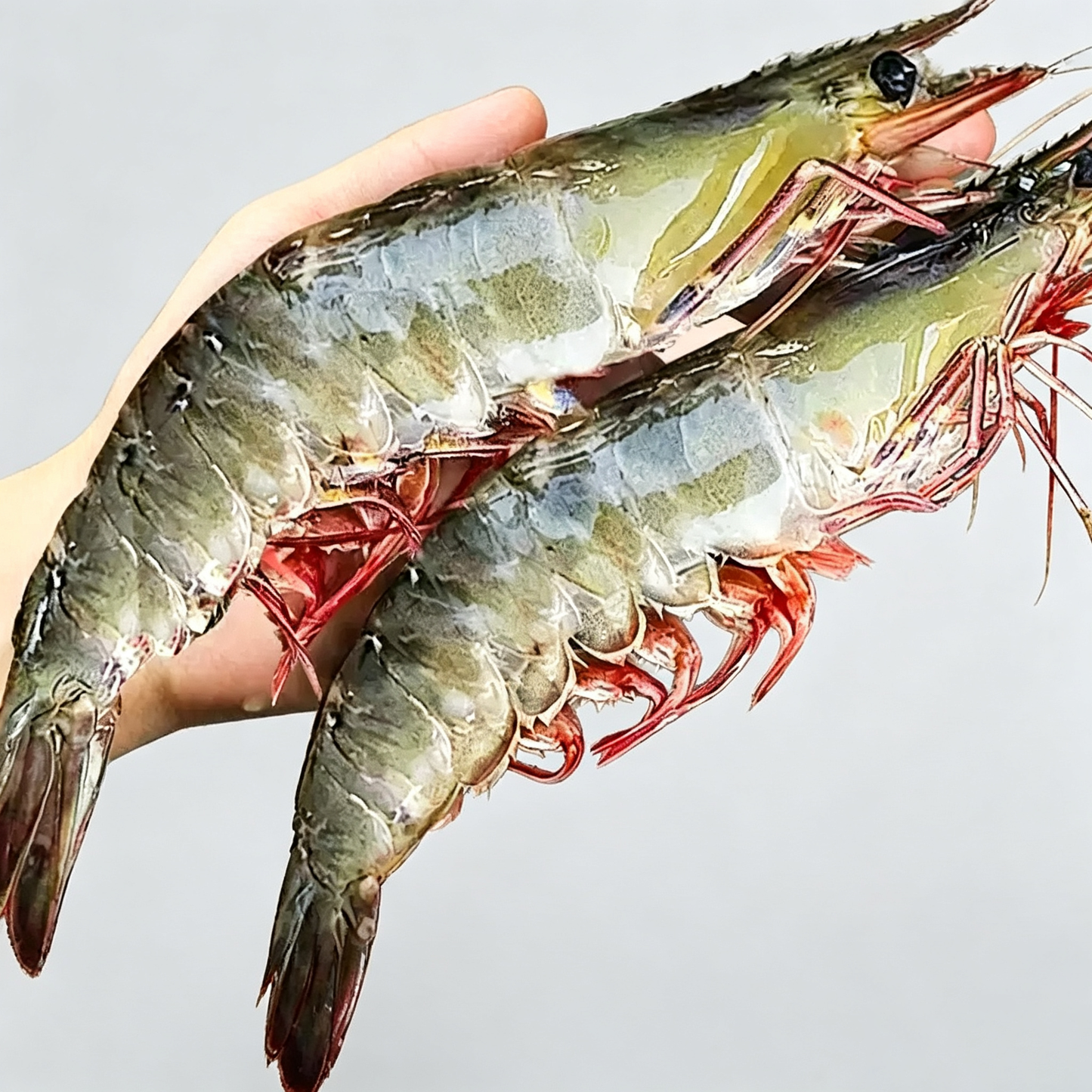 Frozen Raw Whole White Shrimp