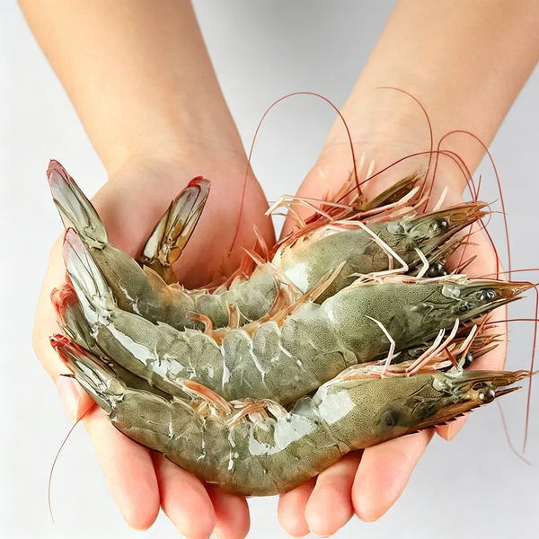 Frozen Raw Whole White Shrimp